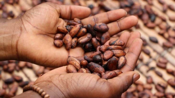 Cacao and Cacao Powder Health Benefits