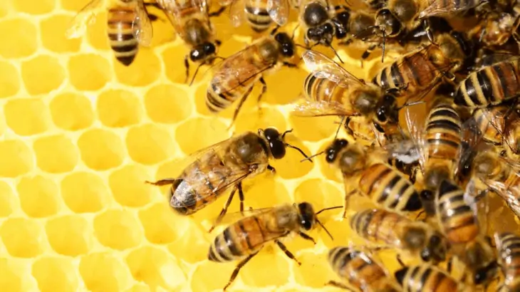 The Most Common Types of Bees